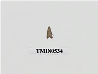 藏品(毛翅目)的圖片